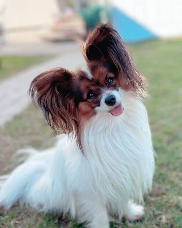 Hund - Papillon, Elvis 
