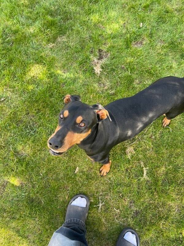 Hund - Pinschern Aramis 