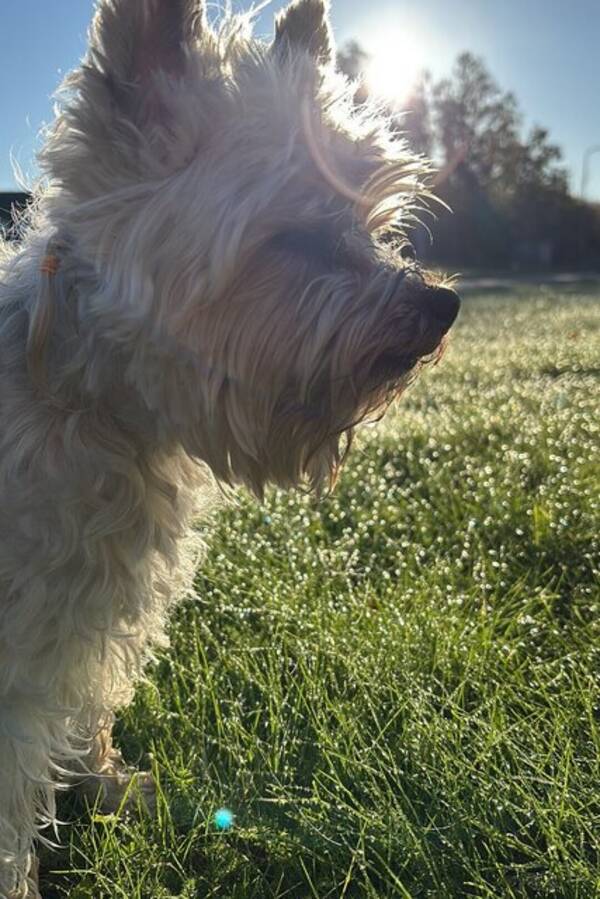 Hund - Yorkshireterrier