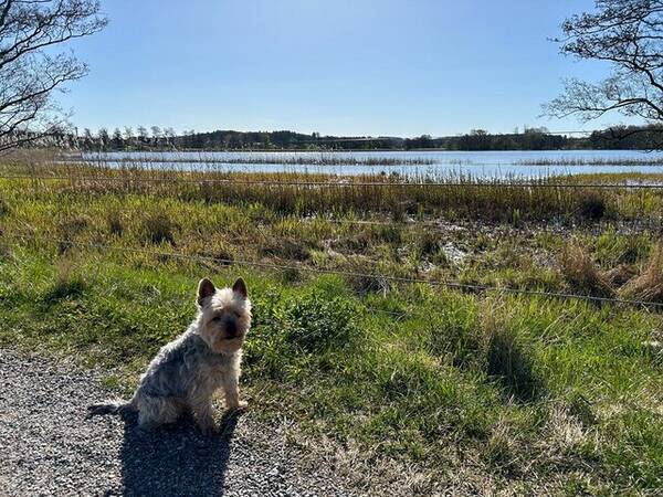Hund - Yorkshireterrier