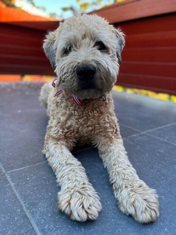 Hund - Wheaten terrier