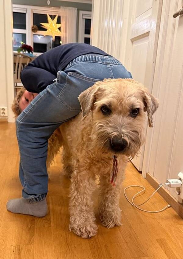 Hund - Wheaten terrier