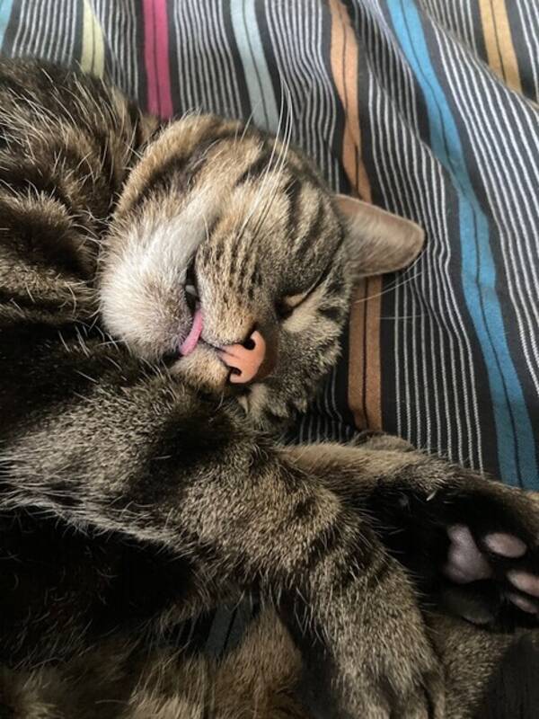 Katt - Katten Findus!