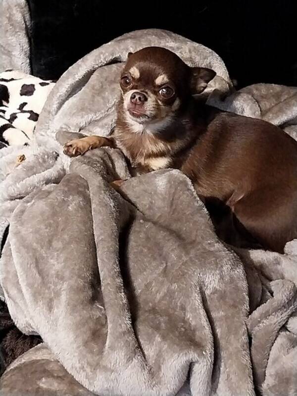 Hund - Hilda  chihuahua