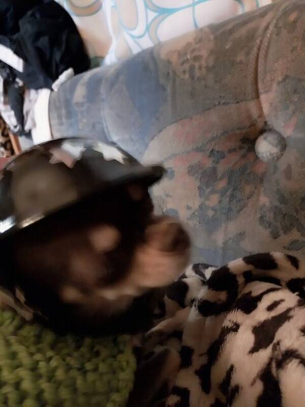 Hund - Hilda  chihuahua