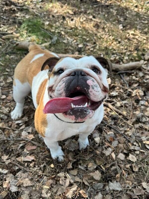 Hund - Engelska bulldogen Doris