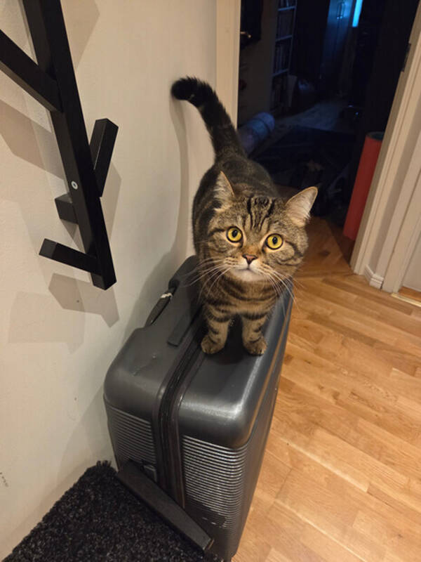 Katt - Resekatten Kafka