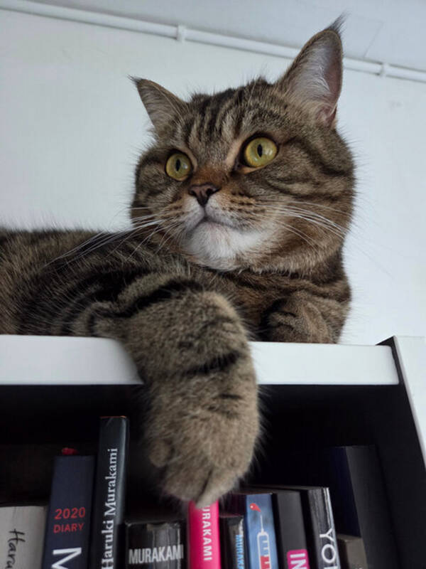 Katt - Resekatten Kafka