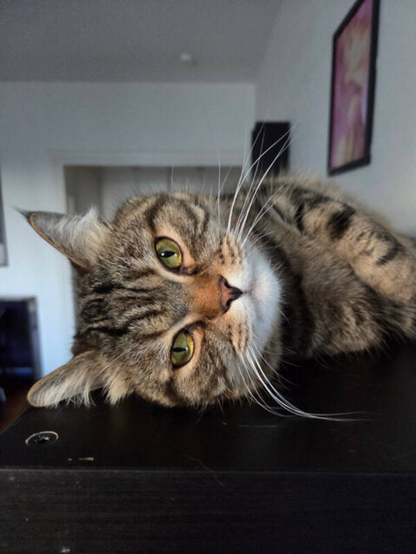 Katt - Resekatten Kafka