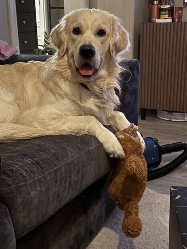 Hund - Leo the Golden Retriever