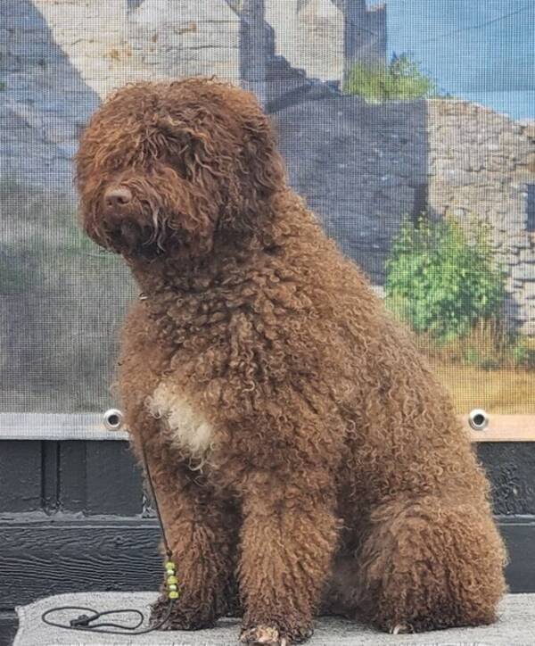 Hund - Spansk vattenhund 