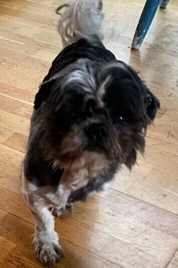 Hund - Yoda ,Shih Tzu