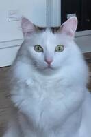 Chuck Morris Kilmauski Chuck Morris Kilmauski