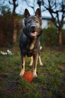 Schäfer Alago Schäfer Alago