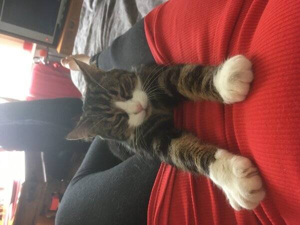 Katt