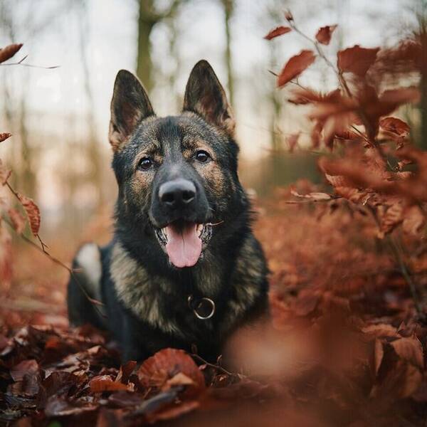 Hund - Schäfer Alago