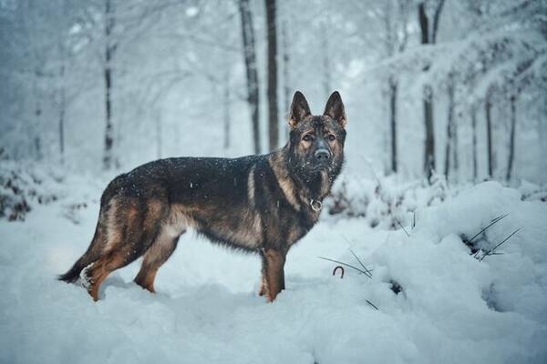 Hund - Schäfer Alago