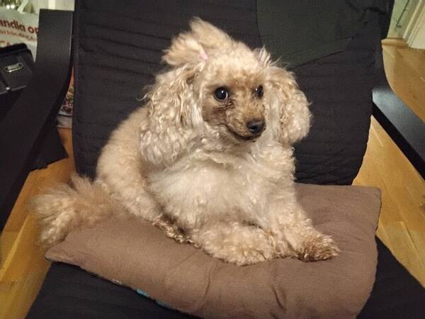 Hund - Toypudeln Indie