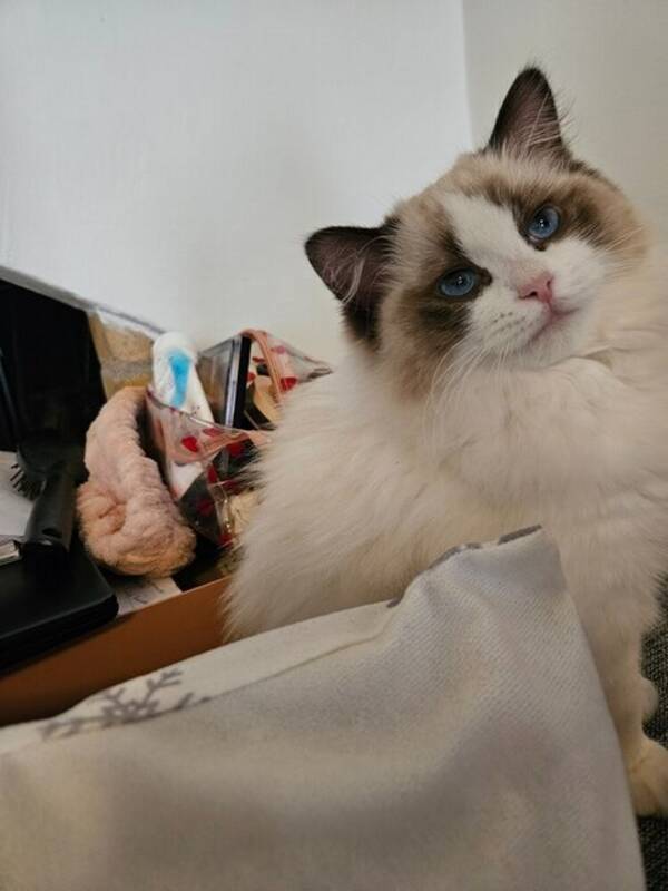Katt - Ragdollen Maja 