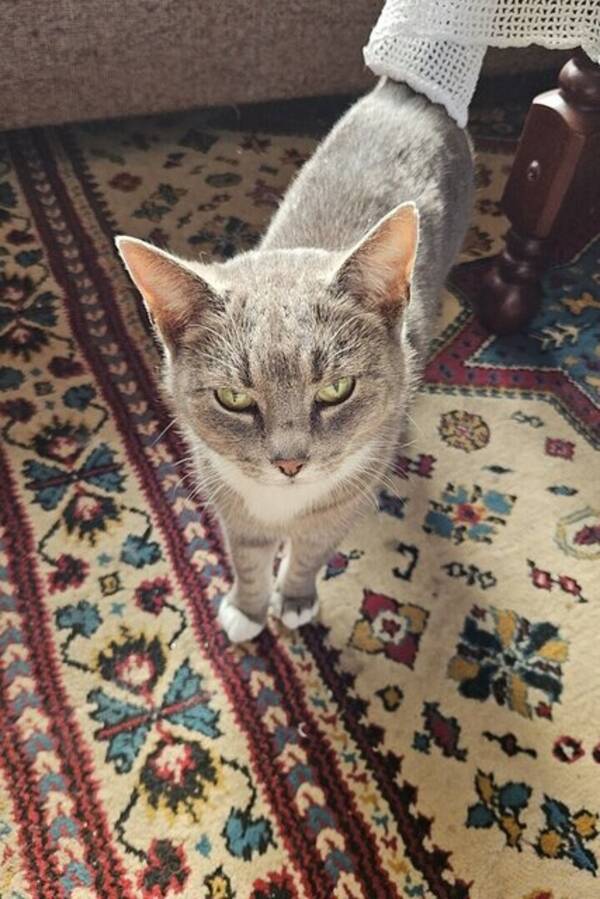 Katt - Grå liten katt. 