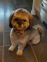 Shih Tzu namn Raffe