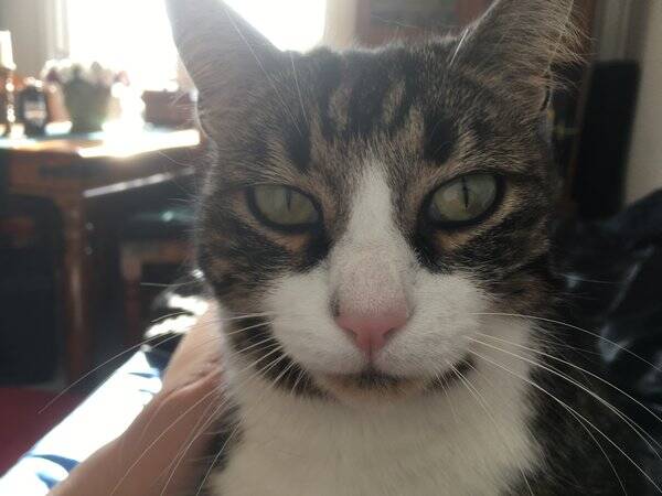 Katt