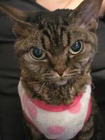 Devon Rex Alice Devon Rex Alice