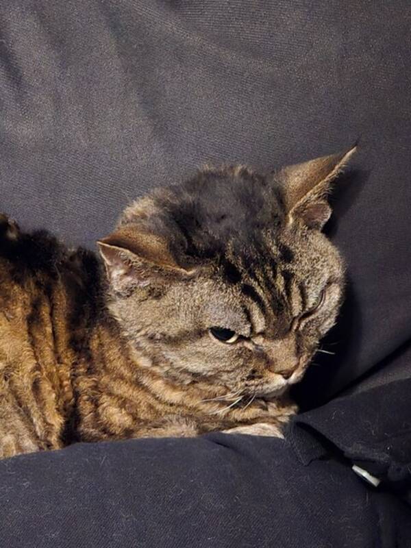 Katt - Devon Rex Alice