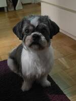 Shih tzu Alex Shih tzu Alex