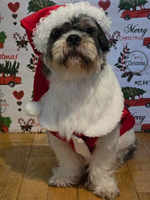 Hund - Shih tzu Alex