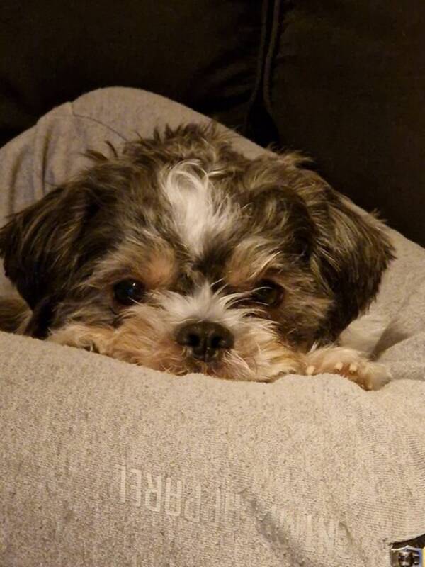 Hund - Shih tzu Alex