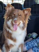 Isländsk Fårhund Bera