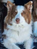 Isländsk Fårhund Hilde