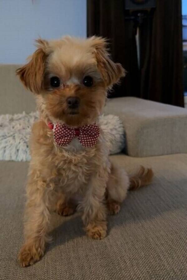 Hund - Chipoo (Toy puddel/chihuahua)