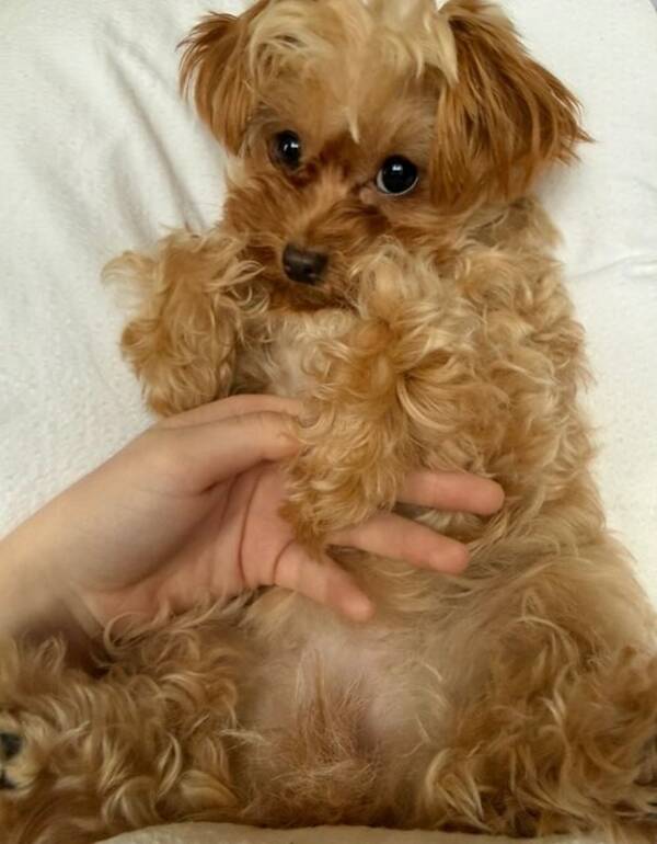 Hund - Chipoo (Toy puddel/chihuahua)