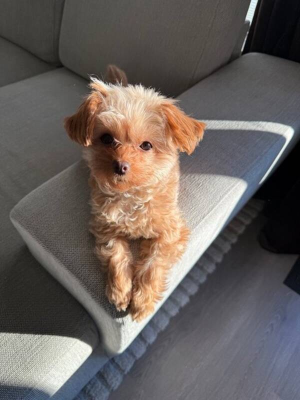 Hund - Chipoo (Toy puddel/chihuahua)