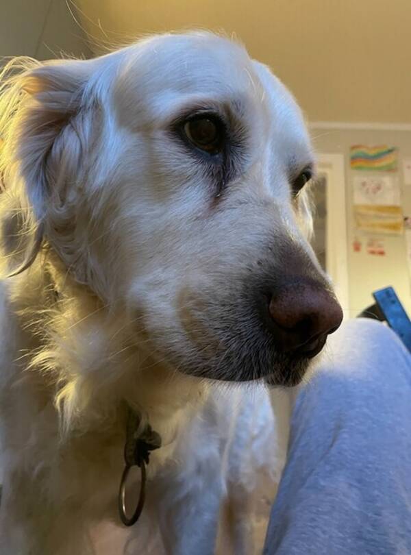 Hund - Golden Retriever