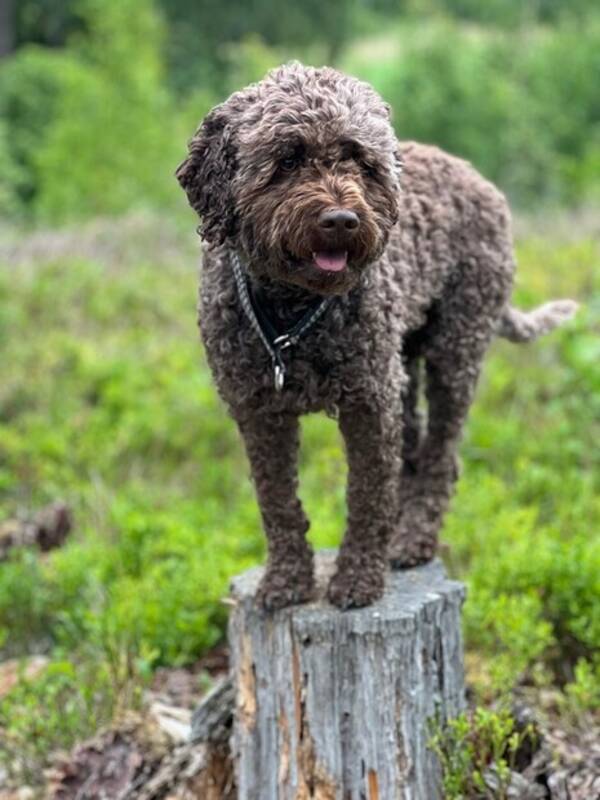 Hund - Lagotto Alice