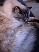 Katten Kompis Katten Kompis