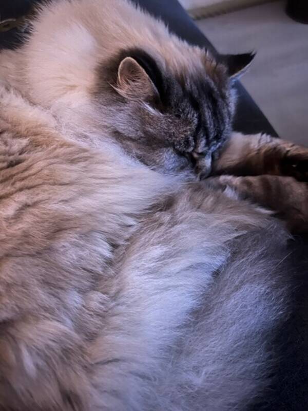 Katt - Katten Kompis