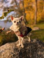 Bella Chihuahua Bella Chihuahua