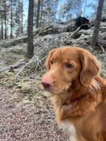 Nova Scotia Duck Tolling Retriever