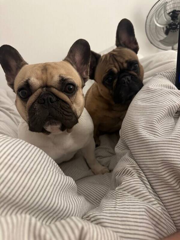 Hund - Våra två prinsessor