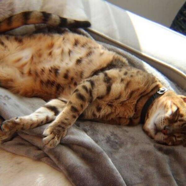 Katt - Kismet the Bengal