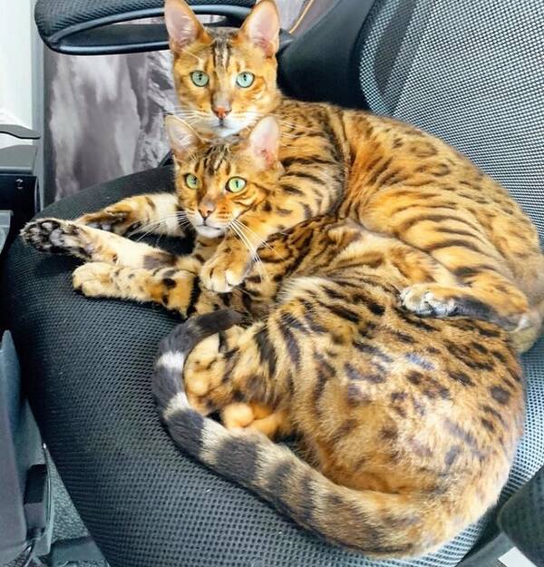 Katt - Kismet the Bengal