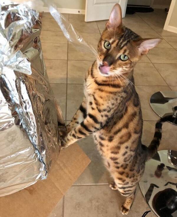 Katt - Kismet the Bengal