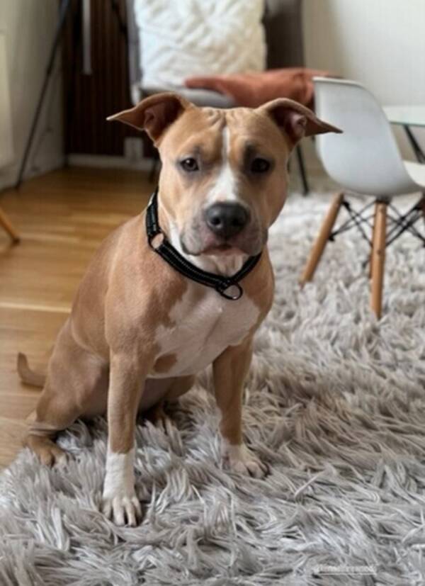 Hund - Amstaffen Kiri