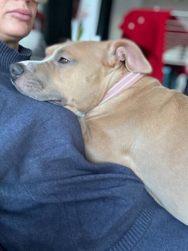 Hund - Amstaffen Kiri