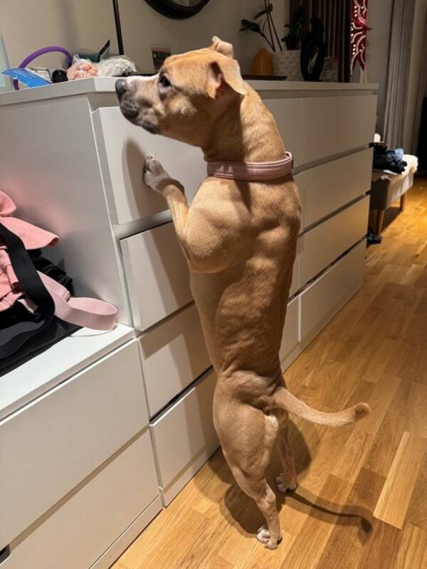 Hund - Amstaffen Kiri