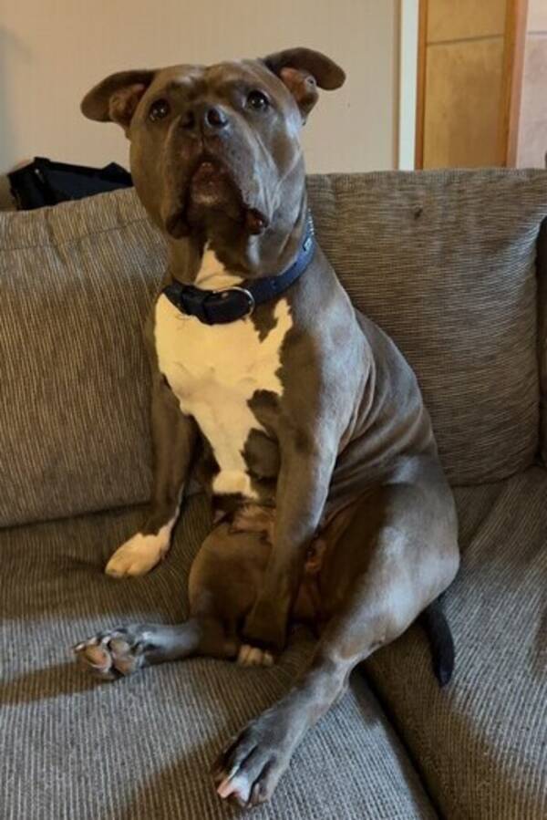 Hund - American bully